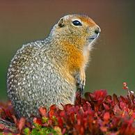 Arctische grondeekhoorn (Spermophilus parryii) op de toendra in herfst, Denali NP, Alaska, USA
<BR><BR>Zie ook www.arterra.be</P>